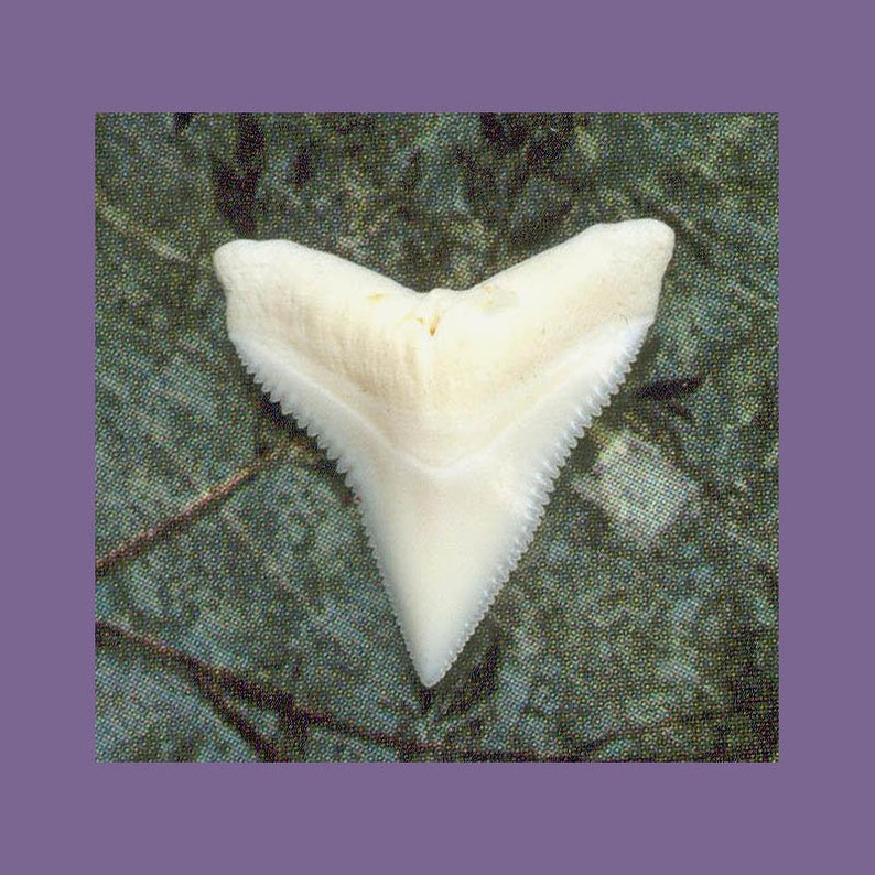 1 Shark tooth 58 size Upper White Shark Teeth Grade A Creamy White Shark Tooth for jewelry and wire wrapping