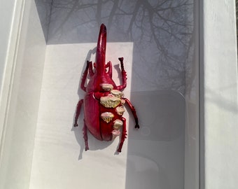 Fungi Red Beetle Specimen #2 clay and plastic painted beetle in shadow box, surreal, weird art