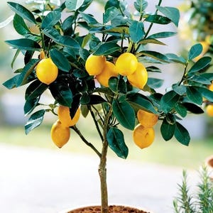 May include: A potted lemon tree with bright yellow lemons and green leaves. The tree is in a terracotta pot filled with soil. The background is blurred, suggesting an outdoor setting. The tree is a small, decorative plant.