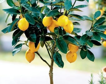Meyer Lemon Tree Live Plant, 20" Tall Starter,Perennial Fruit Tree for Indoor Outdoor Garden, Houseplant for Beginner