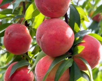 Peach Tree Live Plant, Contender Semi Dwarf Cold Hardy, 1.5 ft Tall,  Sweet Peaches for Home Garden, Roots Wrapped in Nutrient Soil