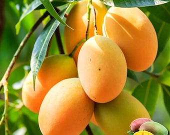 Grafted Mango Tree 18" Tall 3 Yr Old, Live Sweet Fruit Seedling, Ready for Pot or Garden, Tropical Plant Outdoor