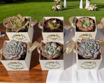 Succulent Favor Boxes with Handles, Wedding Favors, Bridal Shower Gifts, Baby Shower Succulents, Party Gift Boxes