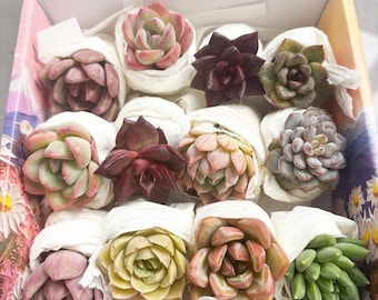 Random Succulent Plants,12pcs Colorful Echeveria Mix,Garden Stater Plants, Easy to Grow Plants,Gift for Succulent Lovers