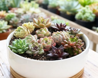 Succulent Mix 12pcs, Random Colorful Succulents, Bare Root Plants, Easy Care Garden Gift, DIY Terrarium Kit，Plant Love Gifts