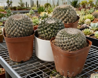Giant Jade Cactus Live Plant, 3 Inch Succulent, Large Padded Cactus, Easy Care Indoor Outdoor Desert Plant