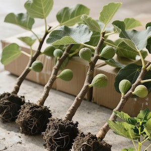 May include: A white ceramic mug with a black handle and the text "But First, Coffee" in a handwritten style. The mug is on a white surface. The mug is approximately 4 inches tall.