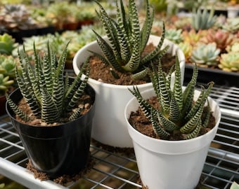 Striped Twelve Rolls Succulent Live Plant, 2 to 2.5 Inch Plant, Haworthia Limifolia, Easy Care Houseplant