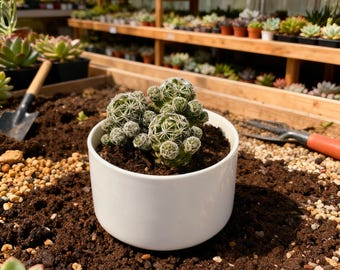 White Bird Cactus Plant, 2.5 to 3 Inch Plant, Fishbone Cactus, Zig Zag Stem Succulent, Indoor Hanging Plant