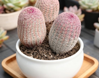 Rainbow Cactus, Rainbow Hedgehog Cactus, Echinocereus Rigidissimus, Cactus Plant, Succulent Plants