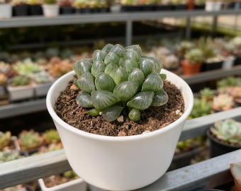 Haworthia Cooperi Live Plant, 2.5 Inch, Windowed Succulent, Glasslike Leaves, Low Maintenance House Plant