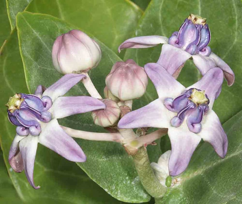 Hawaiian Quilting Crown Flower Block PDF Instant Download Etsy