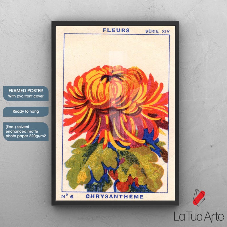Puede incluir: P&oacute;ster enmarcado con una ilustraci&oacute;n vintage de una flor de crisantemo. La obra de arte muestra una flor naranja y roja brillante con hojas verdes sobre un fondo crema. El p&oacute;ster incluye el texto "FLEURS" y "CHRYSANTHEME".