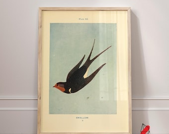 Vintage Swallow Print: Restored Bird Book Plate Art