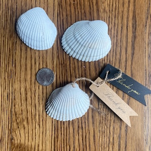 May include: Three light blue seashells with textured ridges, a quarter, and two small tags that say "Thank you" on a wooden surface. One shell has a twine string attached.