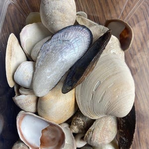 May include: A collection of various seashells in a clear plastic container. The shells vary in size, shape, and color, including white, beige, and brown. Some shells have iridescent interiors, while others are smooth or textured. The arrangement suggests a beachcombing theme.
