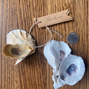 Natural Oyster Shells from Cape Cod — Size: Medium — with or without predrilled tags - Table Favors - Placecards - Natural Shell