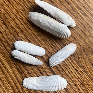 May include: A collection of white seashells with textured surfaces, displayed on a wooden background. The shells have a variety of shapes, some long and slender, others more rounded. The natural forms of the shells are contrasted against the warm tones of the wood.