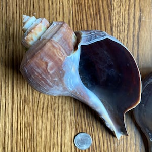 Puede incluir: Una gran concha marrón con una abertura ancha y una espiral en la parte superior. La concha está sobre una superficie de madera.