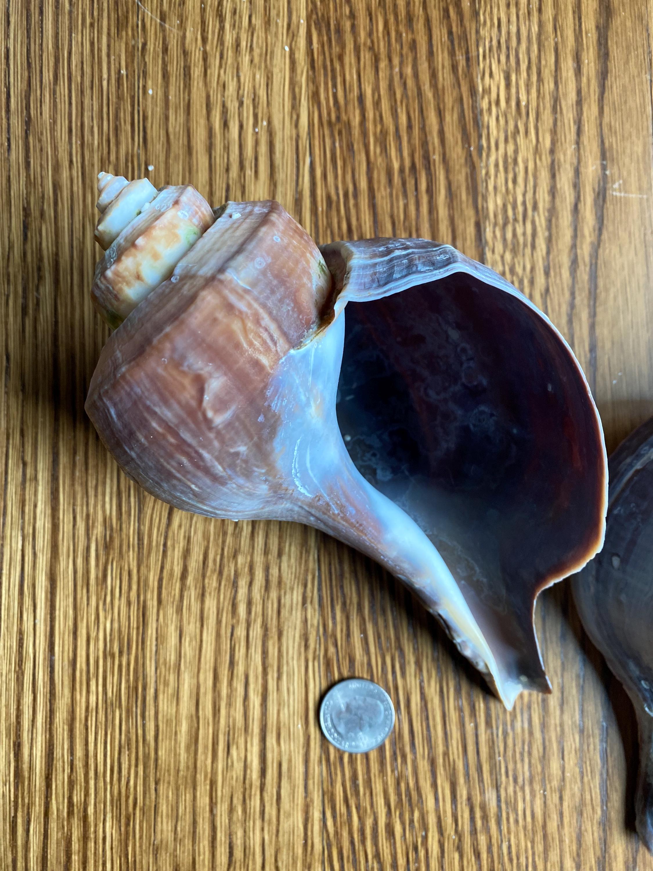 Large (7-9”) Cape Cod Channeled Whelk Shell - Collectible Shell, Ethically Sourced on Cape Cod beaches