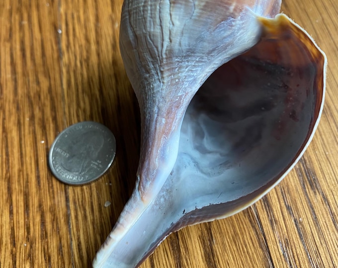 Small Sized (3-4”) Cape Cod Channeled Whelk Shell - Collectible Shell ...