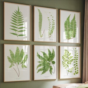 Vintage botanische Farn Wandkunst Set von 6, minimalistische moderne botanische Wandkunst, grüne Blattdrucke, Galerie Wandkunst Set, neutrale Pflanzen