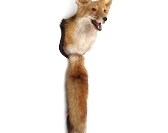 Vintage 1960s Real Mounted Fox Head  & Tail Taxidermy Trophy Mount