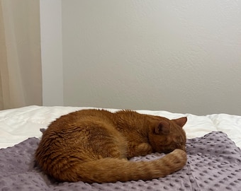 Minky kattendeken lavendel | Zacht beddengoed voor kittens, wasbare deken voor huisdieren