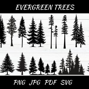 May include: A set of 18 black silhouette images of evergreen trees in various shapes and sizes. The images are arranged in two rows on a white background. The text "EVERGREEN TREES" is at the top of the image. The text "PNG JPG PDF SVG" is at the bottom of the image.