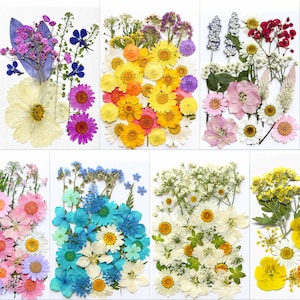 Può includere: Una collezione di fiori pressati in vari colori, tra cui giallo, viola, rosa e blu. I fiori sono disposti su uno sfondo bianco, mostrando una varietà di forme e dimensioni. L'immagine è un primo piano, che evidenzia i delicati dettagli di ogni fiore.