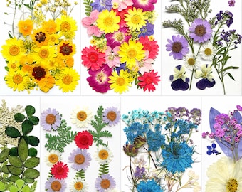 Può includere: Assortimento di fiori pressati in vari colori, tra cui giallo, rosso, viola e blu. I fiori sono disposti su sfondi bianchi, mostrando diverse varietà e trame floreali. Ideale per l'artigianato o la decorazione.