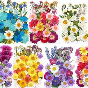 Puede incluir: Una colección de flores prensadas en varios colores, incluyendo azul, blanco, amarillo, rojo y morado. Las flores están dispuestas sobre un fondo blanco, mostrando una variedad de formas y tamaños, perfectas para manualidades o decoración.