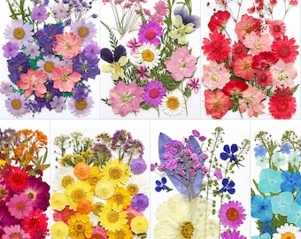 Può includere: Composizione di fiori secchi pressati, in vari colori tra cui rosa, viola, giallo e blu. I fiori sono disposti su sfondi bianchi, mostrando una varietà di forme e texture. Ideale per lavori artigianali o scopi decorativi.