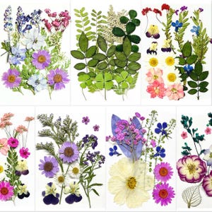 Puede incluir: Colección de flores prensadas en varios colores, incluyendo morado, blanco, rosa y azul. Las flores están dispuestas sobre tarjetas blancas, mostrando diversas formas y tamaños. Algunas tarjetas presentan hojas y vegetación, creando una estética natural.