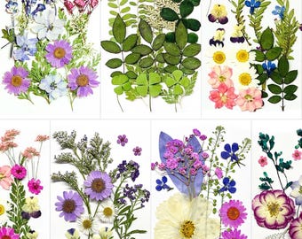 Op de afbeelding: Een verzameling geperste bloemen en bladeren, waaronder madeliefjes, viooltjes en diverse groene bladeren, gerangschikt op witte achtergronden. De bloemen vertonen een scala aan kleuren, waaronder paars, roze, wit en blauw. De afbeelding toont de natuurlijke schoonheid van gedroogde botanische producten.