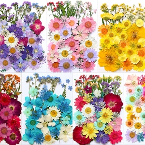 Paquete de 12 a 40 flores y hojas prensadas secas para resina, suministro de resina, creación de tarjetas de boda, arreglos florales y decoración de marcos.