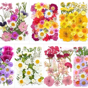 Puede incluir: Surtido de flores secas en varios colores, incluyendo rosa, morado, amarillo y blanco. Las flores están dispuestas sobre un fondo blanco, mostrando una variedad de formas y tamaños. Ideal para manualidades o fines decorativos.