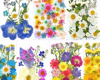 Op de afbeelding: Een verzameling geperste bloemen in diverse kleuren, waaronder blauw, wit, geel, roze en paars, gerangschikt op een witte achtergrond. De bloemen hebben verschillende vormen en maten, wat een levendige en natuurlijke uitstraling creëert. Ideaal voor knutselen of decoratieve doeleinden.