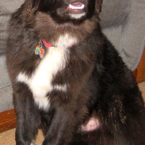 Pet Dental Care, Diatomaceous Earth and Coconut Oil, Doggy Breath, Teeth, Cats, Dogs
