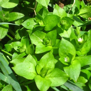 Herbal Green Salve, children, elderly, pets, Herbal oils, Plant Allies, chamomile, chickweed, plantain image 2