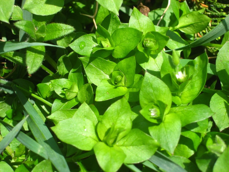 Herbal Green Salve, children, elderly, pets, Herbal oils, Plant Allies, chamomile, chickweed, plantain image 2