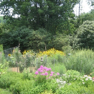 May include: A lush garden with a variety of flowers in bloom, including pink, white, and yellow flowers. There is a bird bath in the foreground and a small wooden fence in the background.