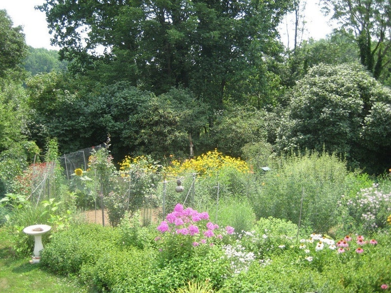 May include: A lush garden with a variety of flowers in bloom, including pink, white, and yellow flowers. There is a bird bath in the foreground and a small wooden fence in the background.