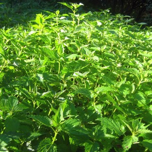 Jewelweed Vinegar Spray, Poison Ivy, Stinging Nettles image 5