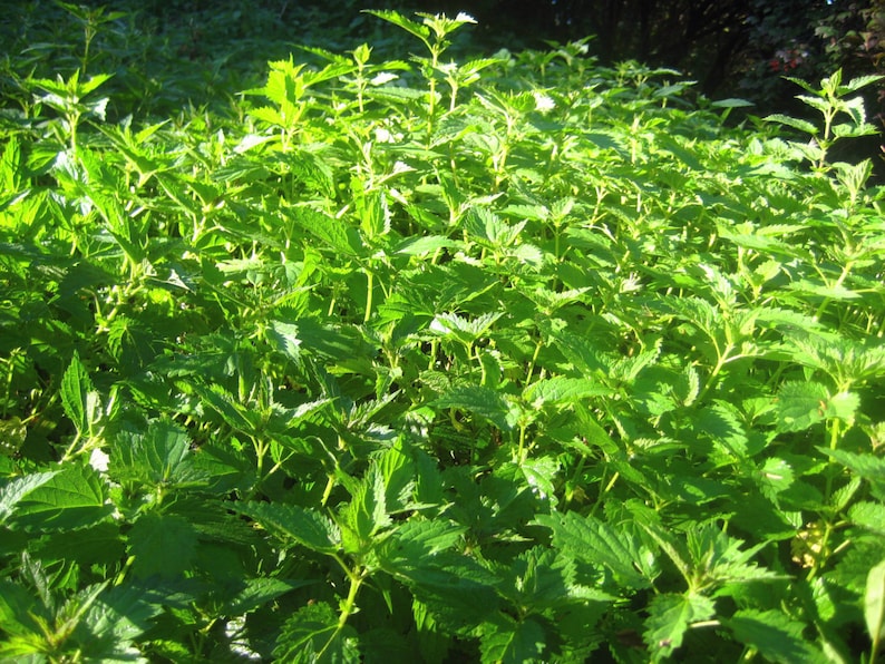 Jewelweed Vinegar Spray, Poison Ivy, Stinging Nettles image 5