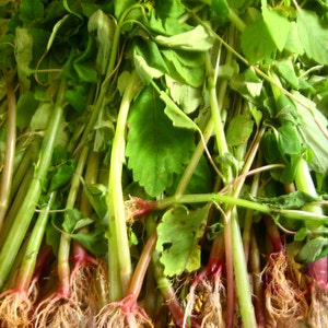 Jewelweed Vinegar Spray, Poison Ivy, Stinging Nettles image 3