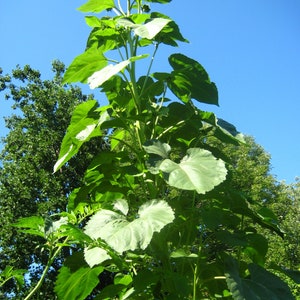 May include: A tall sunflower plant with a bright yellow flower head against a clear blue sky. The plant has large green leaves and is growing in a garden.