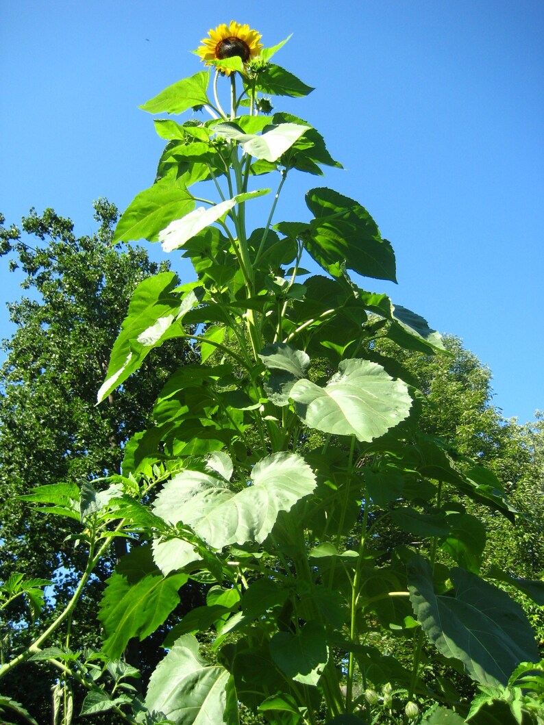 May include: A tall sunflower plant with a bright yellow flower head against a clear blue sky. The plant has large green leaves and is growing in a garden.
