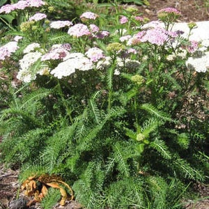 Yarrow, Wild White, Herbal Salve, Wildcrafted, Organic, Herbal oil image 2