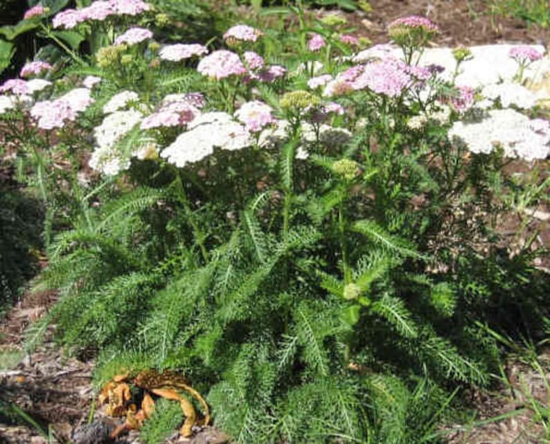 Yarrow, Wild White, Herbal Salve, Wildcrafted, Organic, Herbal oil image 2